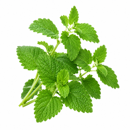 RELISSA® Lemon Balm Phytosome®